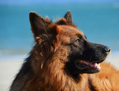 ¿Qué es la leishmaniosis y cómo puedo proteger a mi perro?